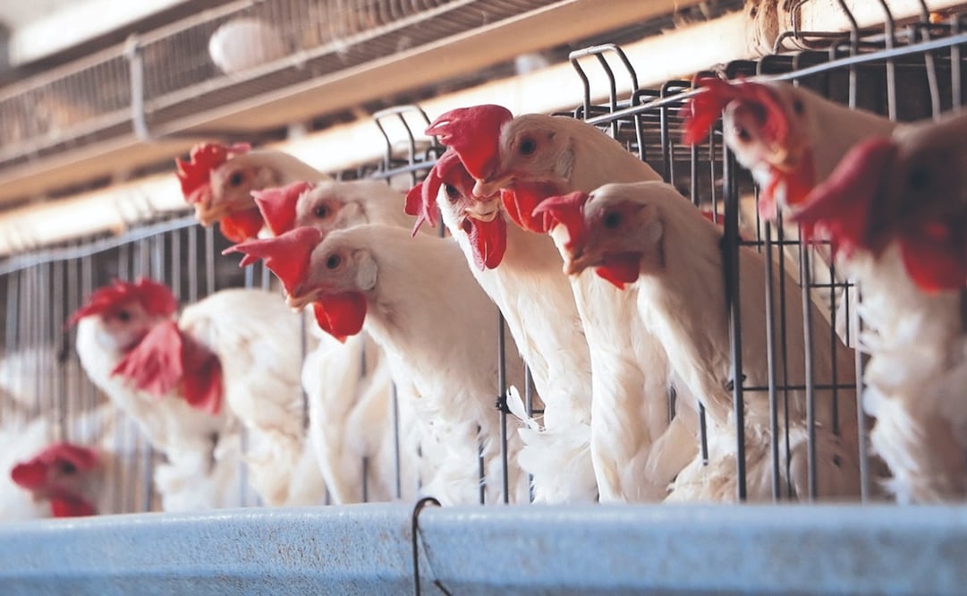 Las aves de corral infectadas excretan grandes cantidades del virus en las heces y en secreciones nasales y oculares. Foto: Especial
