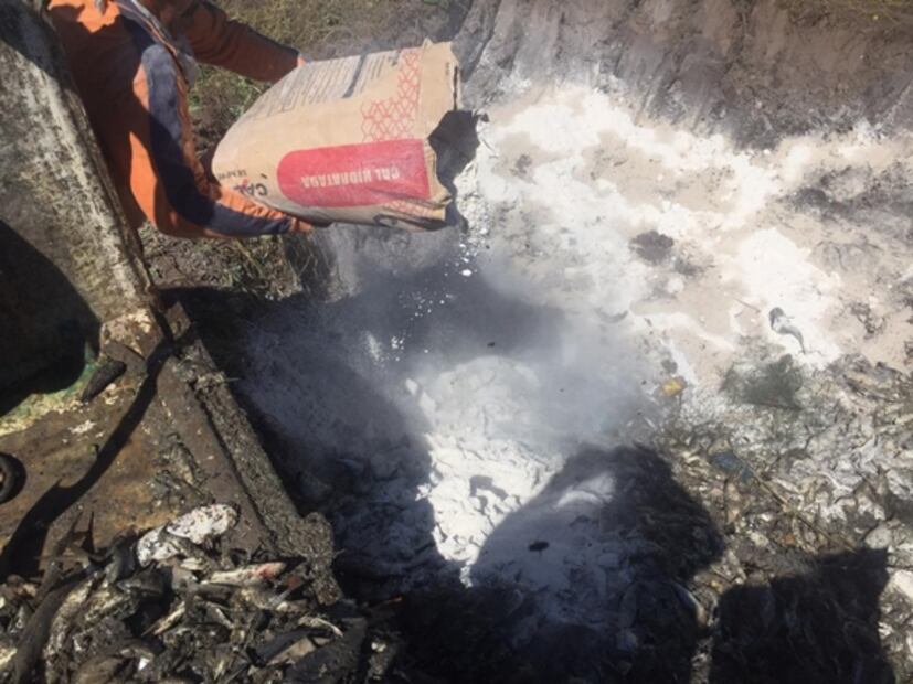 Mueren miles de peces, camarones y jaibas por contaminación en Sinaloa