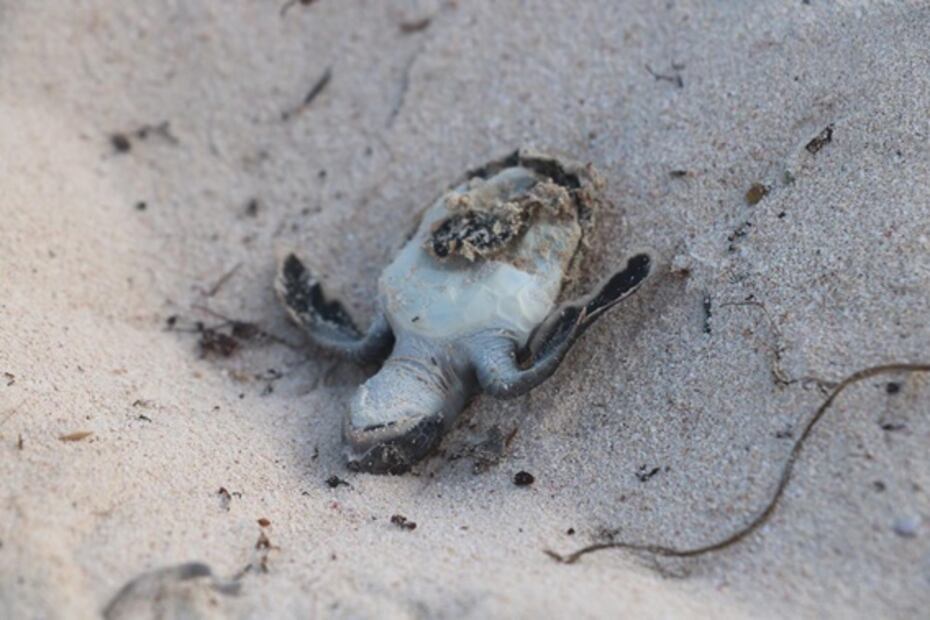 Confirman muerte de tortuguitas marinas por sargazo en playas de Tulum