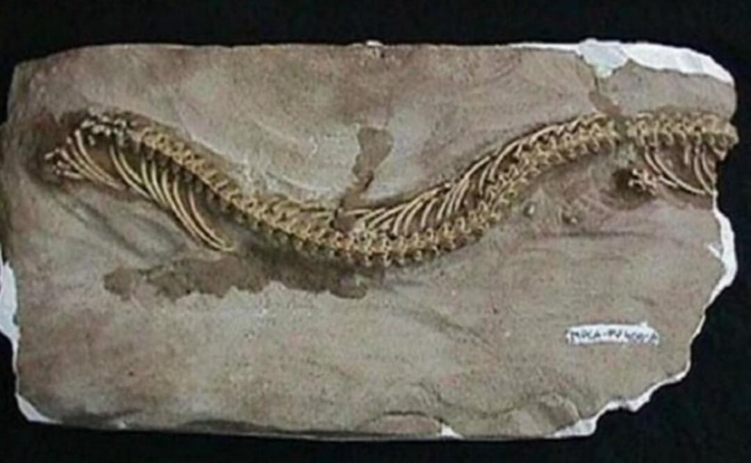 El fósil de la serpiente era de unos 48 millones de años de antigüedad. (FOTO: Especial) 