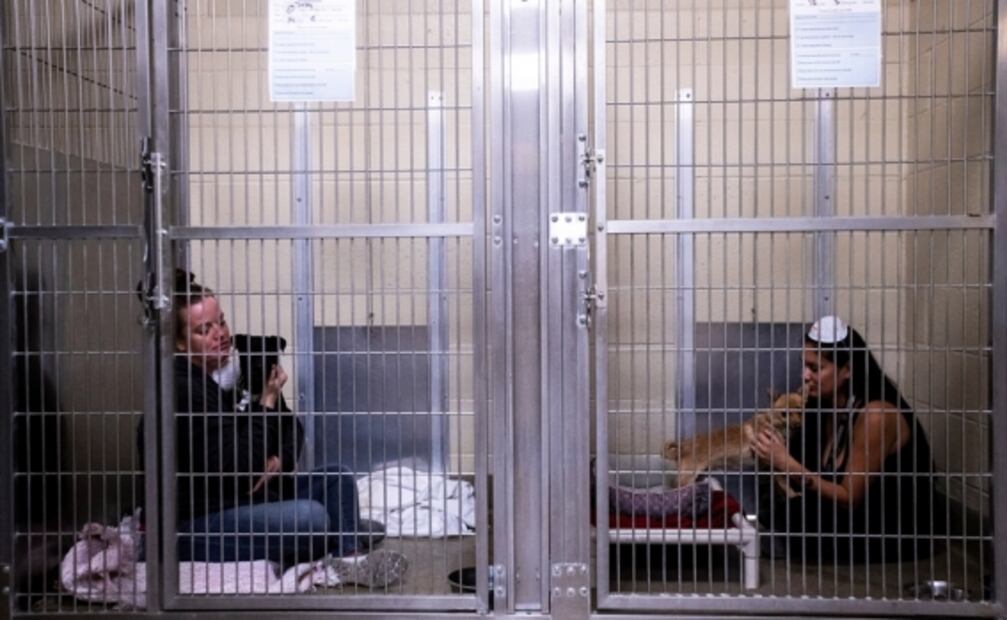 Alistan evacuación de centro de adopción de mascotas por incendios en California