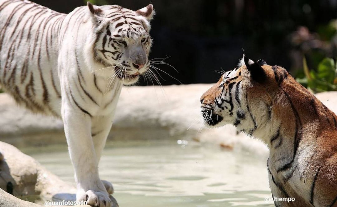 Indira, tigresa del Zoológico de Cali, muere tras enfrentamiento con su hijo. (18/08/25) Fotos: El Tiempo