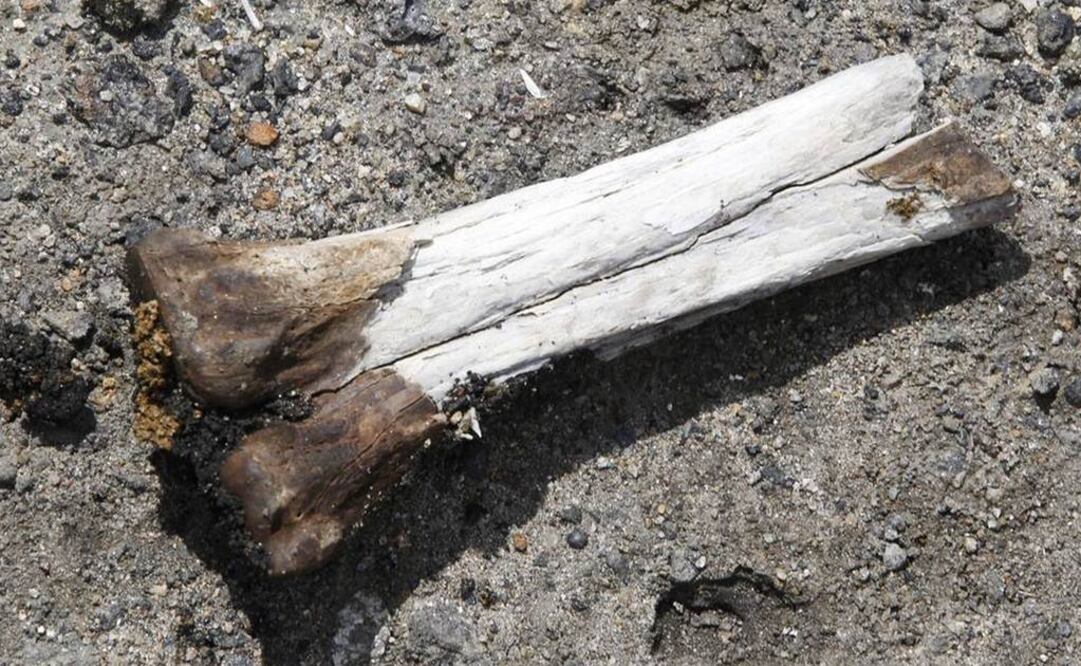 En la zona del Matadero Imperial se han hallado cerca de 220 mil artefactos y restos humanod. (FOTOS: O Globo / Brasil / GDA)