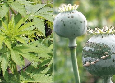¿Qué países ya legalizaron la marihuana y la amapola?