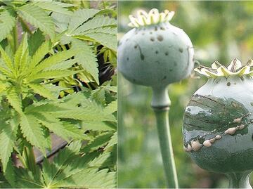 ¿Qué países ya legalizaron la marihuana y la amapola?