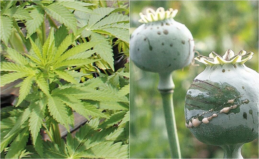 Plantas de marihuana y amapola (ARCHIVO. EL UNIVERSAL)