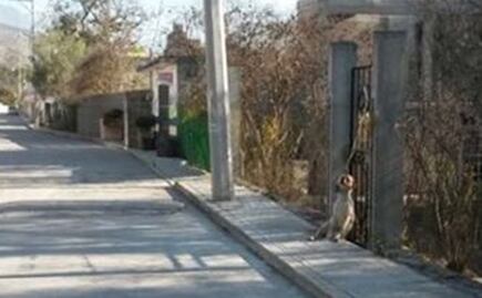 Indigna maltrato a un perro que colgaron en Hidalgo