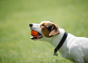 Congreso CDMX fortalece "Ley Maple" para prohibir maltrato animal en escuelas de adiestramiento; va por robustecer marco jurídico