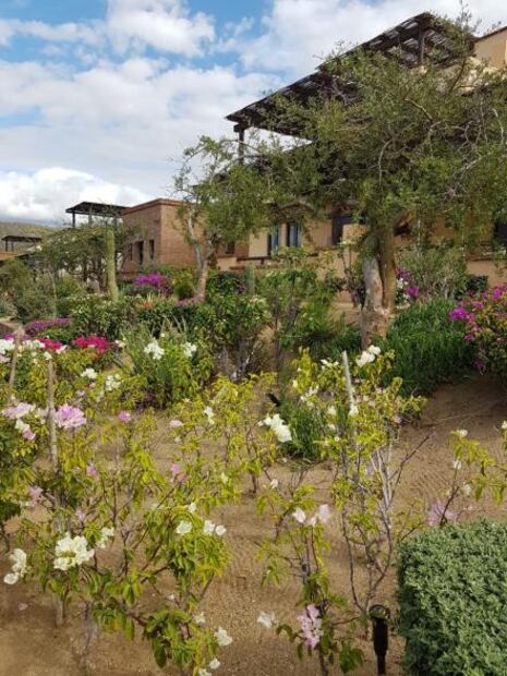 Jazamango, la propuesta orgánica de Javier Plascencia en Baja Sur