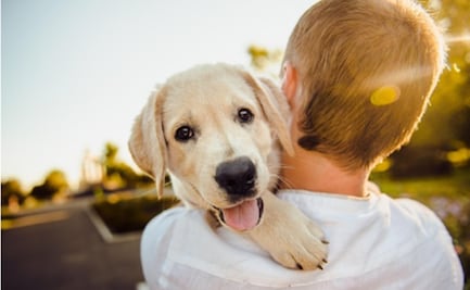 Día Mundial del Perro 2026: ¿por qué se celebra el 21 de julio?; conoce el origen de esta fecha 