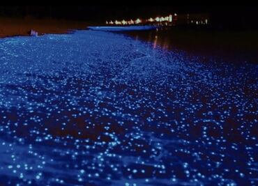 Bioluminiscencia marina da pistas para beneficio humano
