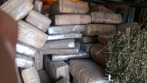 Incautan más de 2 toneladas de marihuana en Coahuila