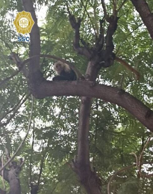 Rescate de mono capuchino. Foto: SSC