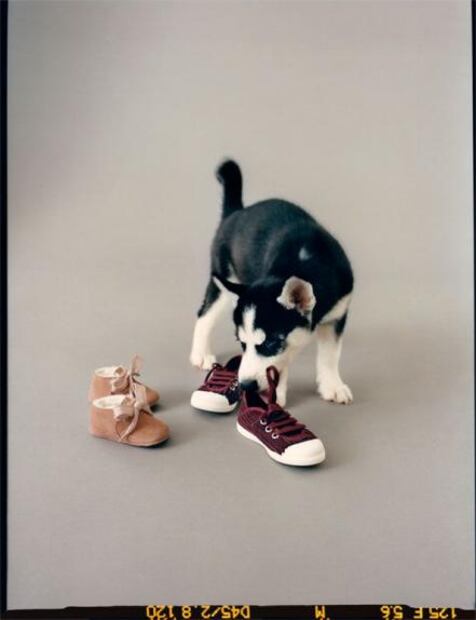 Perros y gatos son protagonistas en la nueva colección de Zara