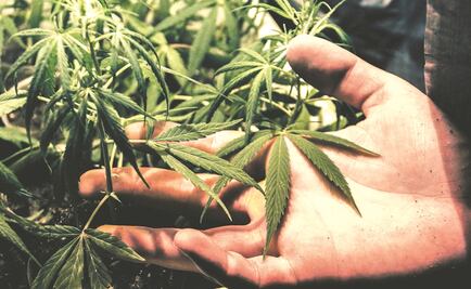 Pugna por legalizar marihuana y luego la trafica; hoy cumple sentencia