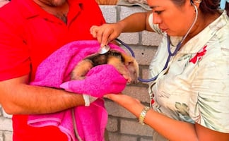 Rescatan a cría de oso hormiguero en calle de Oaxaca; especie está en peligro de extinción
