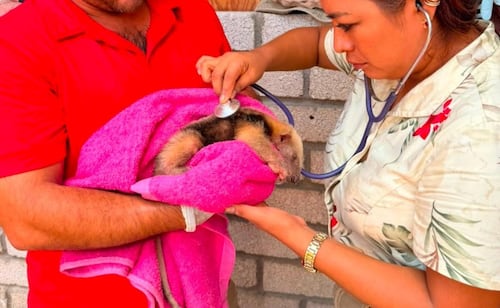 Baby anteater rescued on Oaxaca street; species endangered