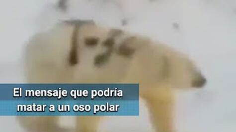 Hallan oso polar en Rusia con misterioso mensaje pintado en la espalda