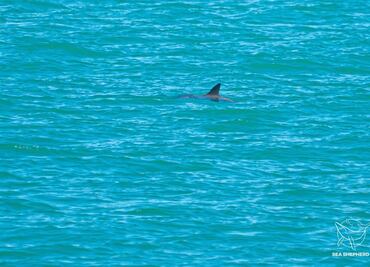 Captan avistamientos de vaquitas marinas, incluidas madres con sus crías, en el Alto Golfo de California