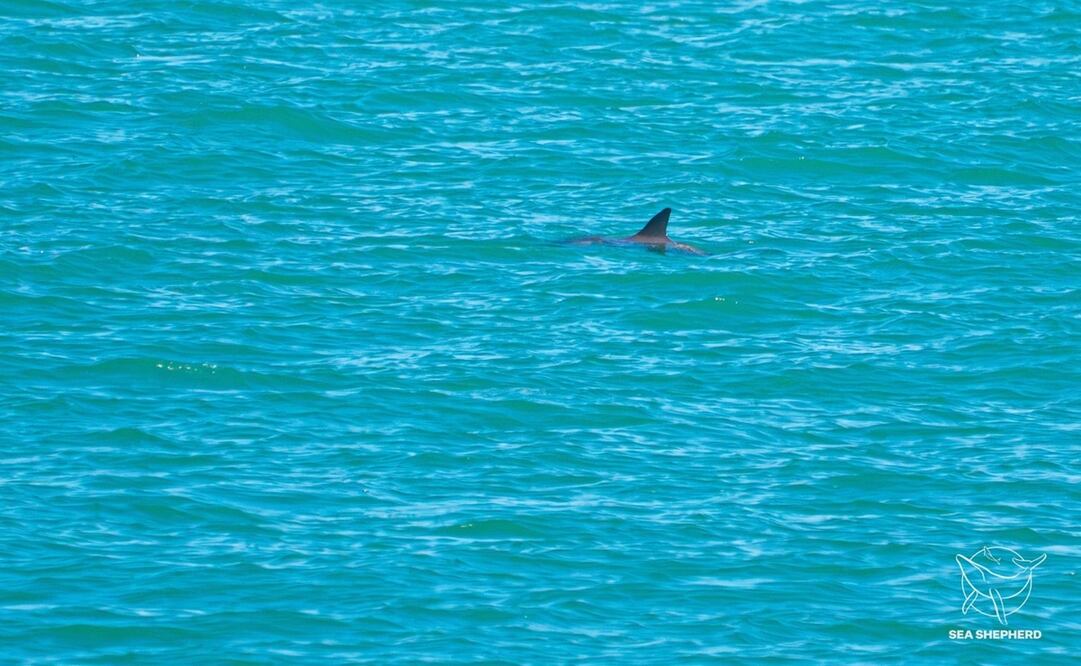 Captan avistamientos de vaquitas marinas en el Alto Golfo de California. Foto: Semarnat