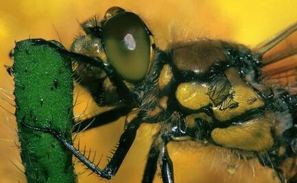 Estudio indica que no ocurrirá un "apocalipsis de insectos"