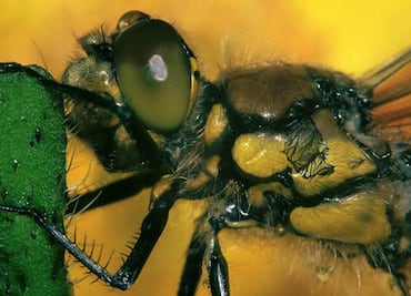 Estudio indica que no ocurrirá un "apocalipsis de insectos"