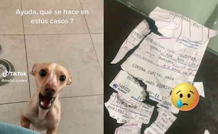 Corona Capital 2022: ¿Qué hacer si tu perrito destruyó tu boleto de Ticketmaster?