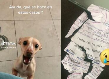Corona Capital 2022: ¿Qué hacer si tu perrito destruyó tu boleto de Ticketmaster?