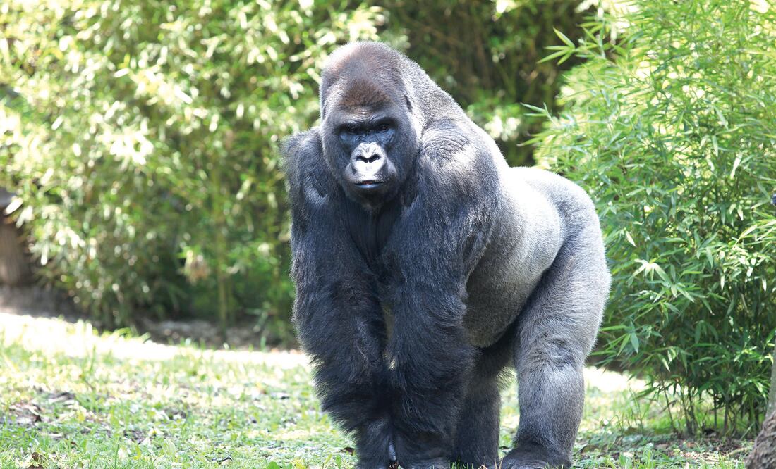 En la foto: Gorila "Bantú" (ARCHIVO EL UNIVERSAL)