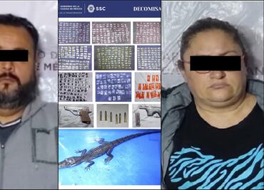 Cateo en inmueble de la alcaldía Cuauhtémoc deja 2 detenidos; aseguran droga, armas y... un caimán