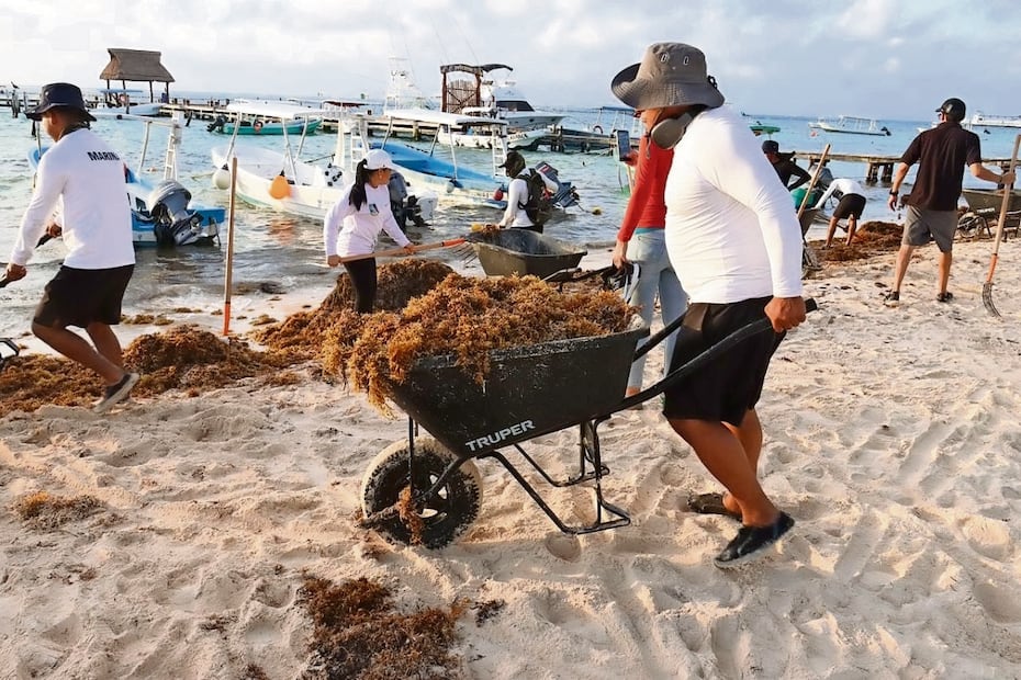 En Puerto Morelos todas las mañanas hay brigadas que recogen el sargazo que llega a las playas durante la noche. Foto: Especial