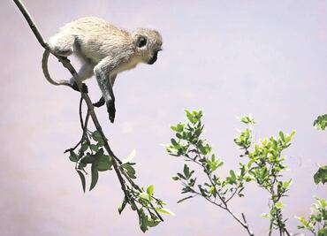 Al menos 13 monos mueren calcinados por incendio en safari británico