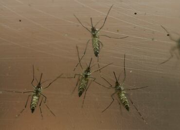 Alertan en EU de viajes a México por virus Zika