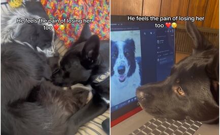 TikTok: Lomito conmueve por su melancólica reacción al ver el retrato de su fallecida amiga
