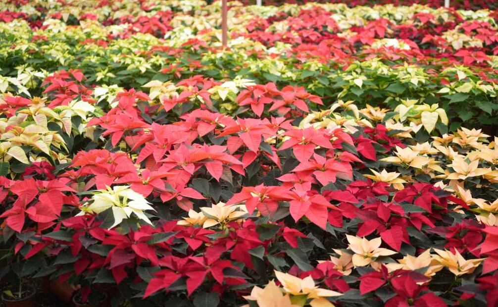 La oferta incluye nochebuena roja, variedades blancas, jaspeadas, rosas y crema dorada.
Foto: Especial.