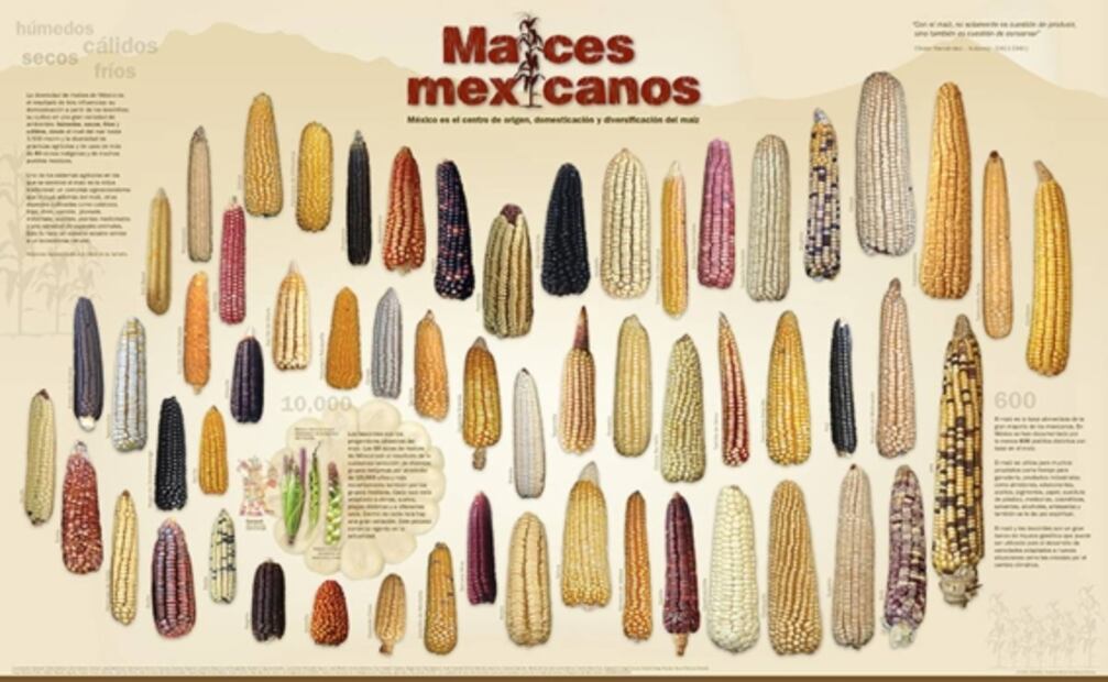 Maíz, ombligo mexicano