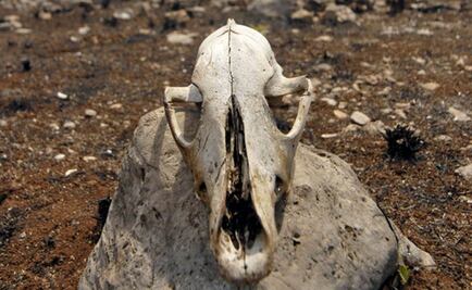 Desmienten que calentamiento esté "en pausa"