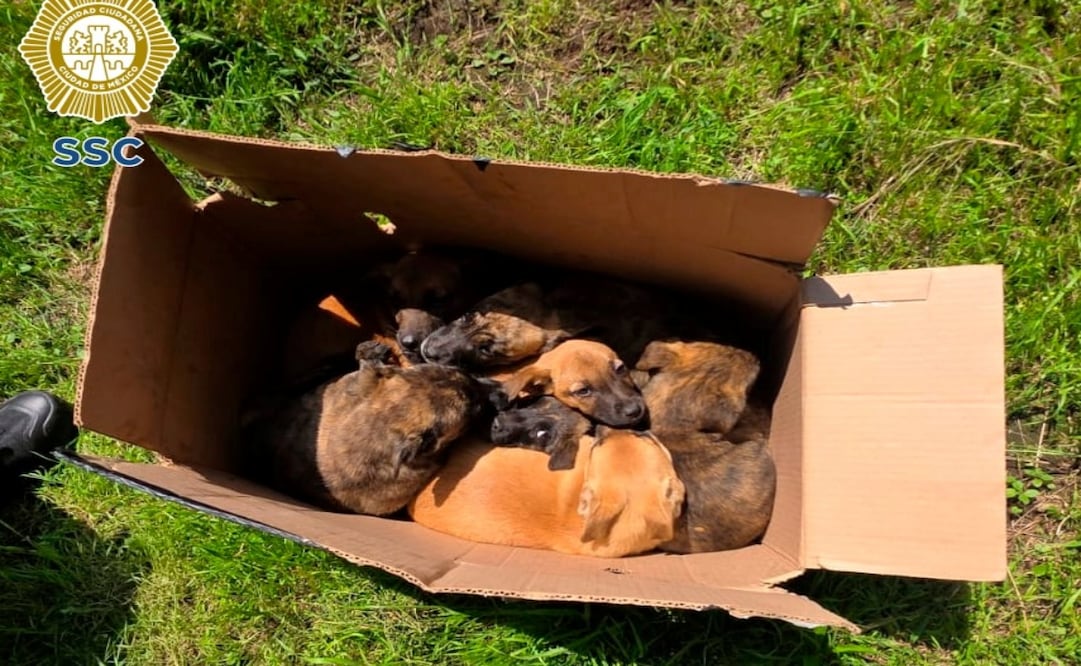 Rescatan a ocho cachorros abandonados en Tlalpan. Foto: Especial