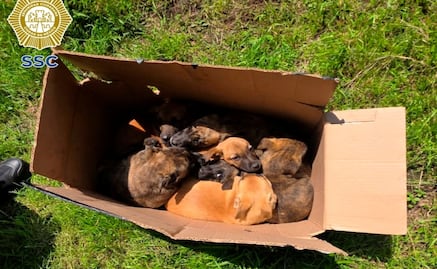 Rescatan a ocho cachorros abandonados en Tlalpan; policías de la SSC los alimentan y ponen a salvo