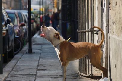 60% de las atenciones por maltrato animal se deben a falta de alimentación e higiene: BVA