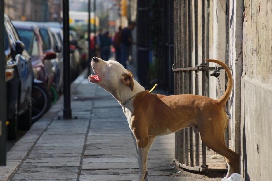 Activista buscan dar una vida digna a los animales. Foto: Especial
