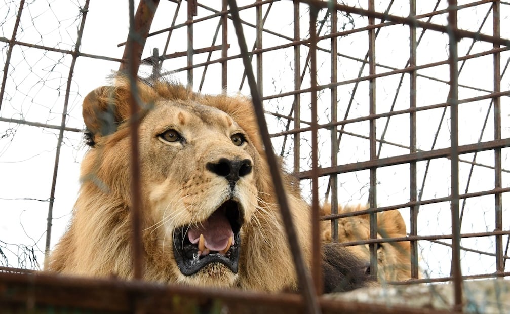 Día Mundial del León. Foto: AFP
