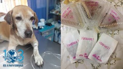 Veterinario le da un final feliz a Deko, pagará sus quimios