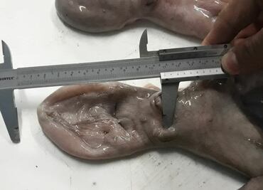 PGR decomisa cargamento de 18 mil kilos de pulpo que esta en veda en Yucatán