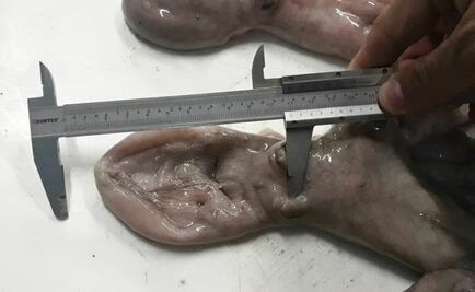 PGR decomisa cargamento de 18 mil kilos de pulpo que esta en veda en Yucatán