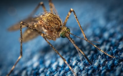 El plan de Google para acabar con los mosquitos empieza a tener éxito 