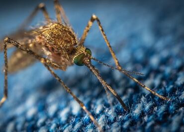 El plan de Google para acabar con los mosquitos empieza a tener éxito