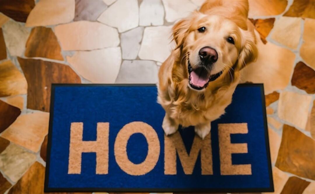 Principales causas de porque tu perro no quiere salir a pasear. Fuente: Freepik.