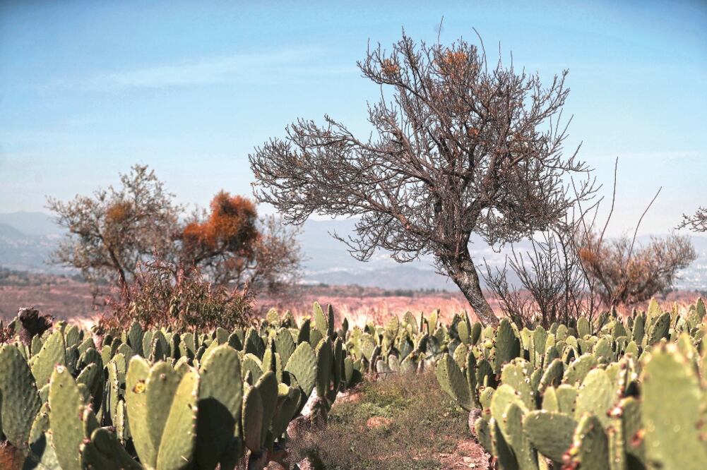 Producto res. Siete de las 16 delegaciones tienen vocación rural, como Milpa Alta, Xochimilco, Tláhuac y Magdalena Contreras. Foto: ARCHIVO EL UNIVERSAL
