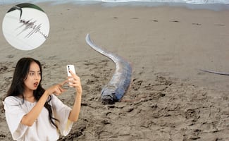 Pez del “fin del mundo” aparece en playa de Nayarit: mito y realidad detrás del temor a desastres